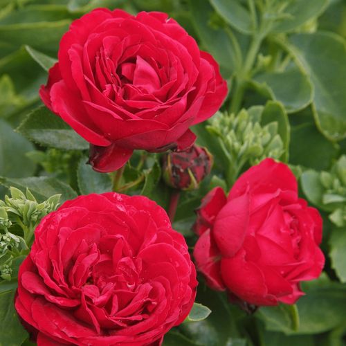 Rozen bestellen en bezorgen - Rosa Till Eulenspiegel ® - rood - floribunda roos - zacht geurende roos - W. Kordes & Sons - -